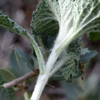 Marrubium vulgare, White Horehound